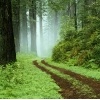 Forest_1